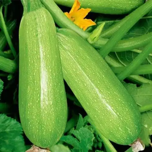 新鲜蔬菜西葫芦三月瓜笋瓜茭瓜倭瓜5斤3斤嫩角瓜青番瓜白瓜9斤 5斤*防