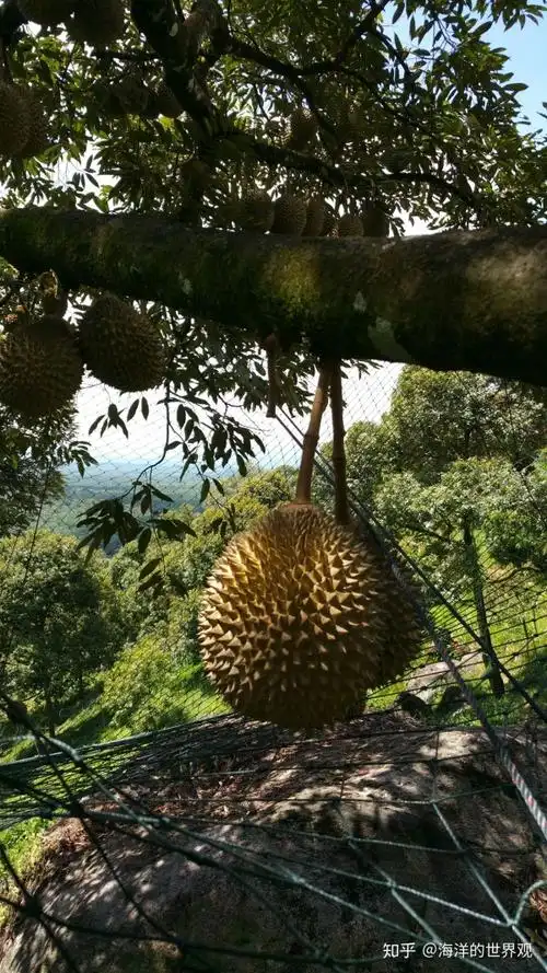 一棵树明明能长那么多榴莲,为什么榴莲还那么贵?