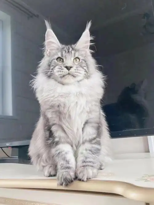 5个月#缅因猫  #缅因  #缅因库恩猫  #缅因猫舍  #银虎斑缅因猫