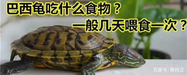巴西龟吃什么食物?一般几天喂食一次