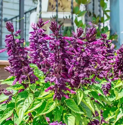 6种极其耐晒的多年生开花植物,阳光越多就能开花越多