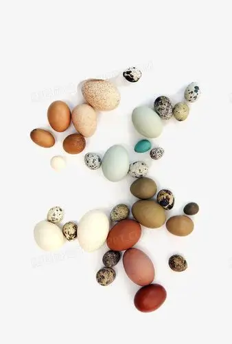 本作品内容为鸟蛋合集,