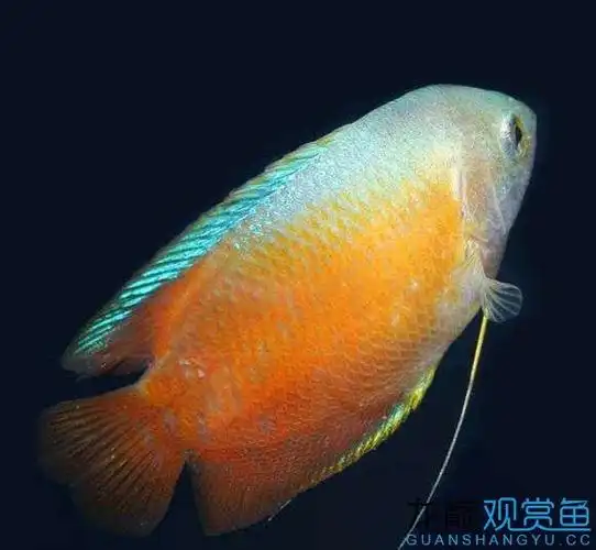 丽丽鱼品种分辨帖