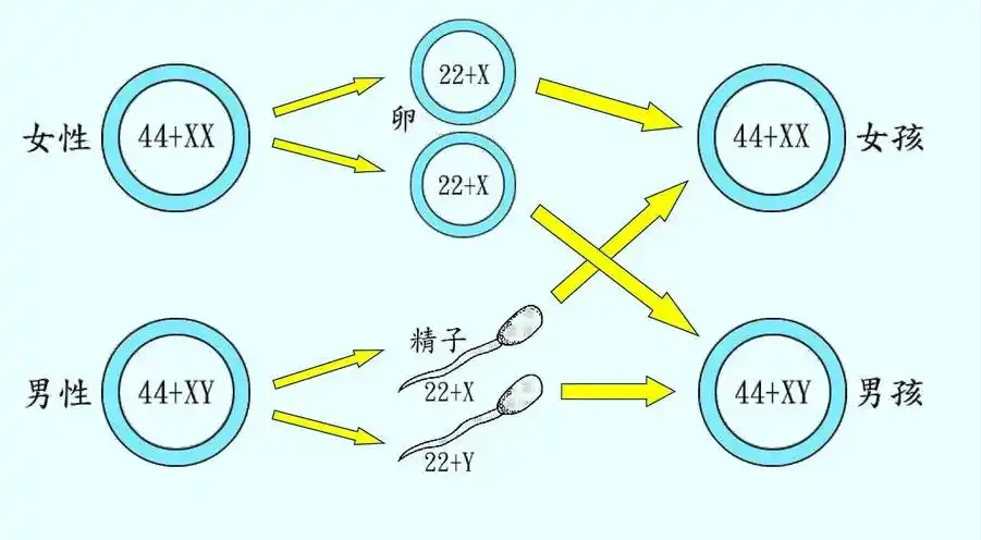 为何不存在性染色体yy的男人或女人为什么性染色体没有yy