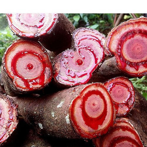 广西正宗原生鸡血藤草药无硫鸡血藤无添加新鲜自然晒干老藤切片500g