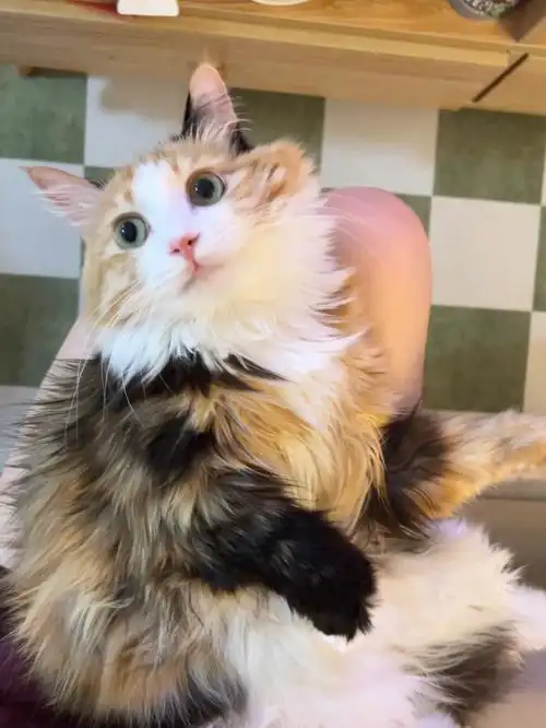 长毛绿眼三花美女最喜欢躺麻麻腿上梳毛啦