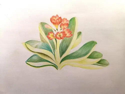 零基础彩铅30节课|花卉《君子兰》