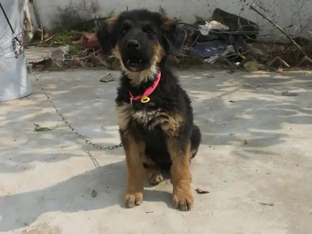 藏獒和德牧生的孩子朋友看完两眼放光说值两万