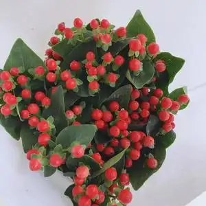 相思豆鲜花红豆配草配花插花家用水养地昆明基地直发鲜切花送礼