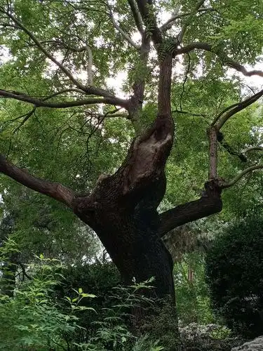 明思崇殉葬的歪脖子树,当然不是当年的啦,不知换了多少棵树了.