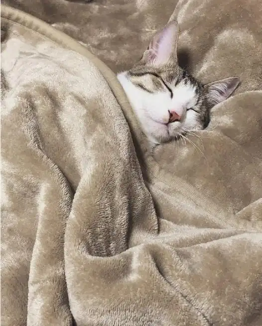 小奶猫睡觉,看起来太治愈了