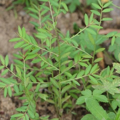 甘草 甜草根红甘草粉甘草甜根子甜草国甘草苗中药深沙质土种植苗--爱