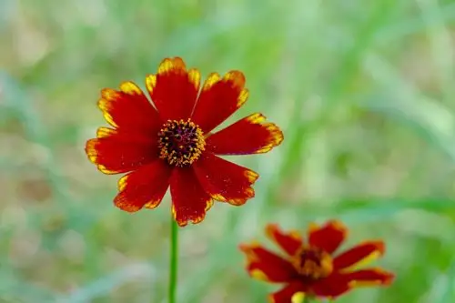 金鸡菊(别称:孔雀菊)