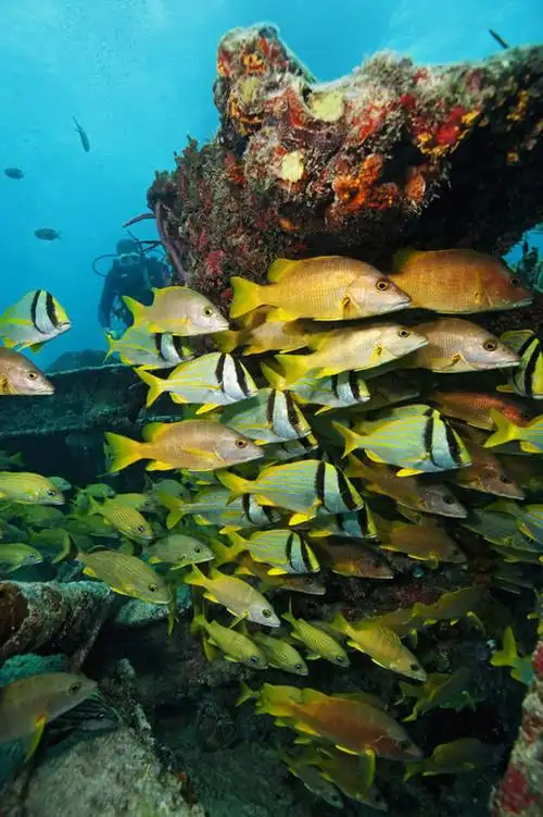 一个人,竖图,水下,海洋,热带鱼,野生动物,美国,一群,许多,鱼群,很多