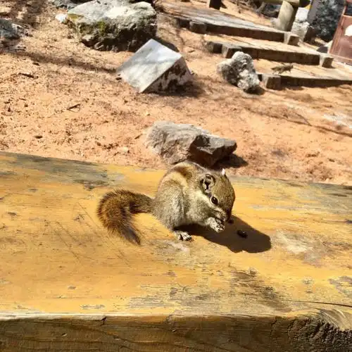 呆萌可爱的小松鼠