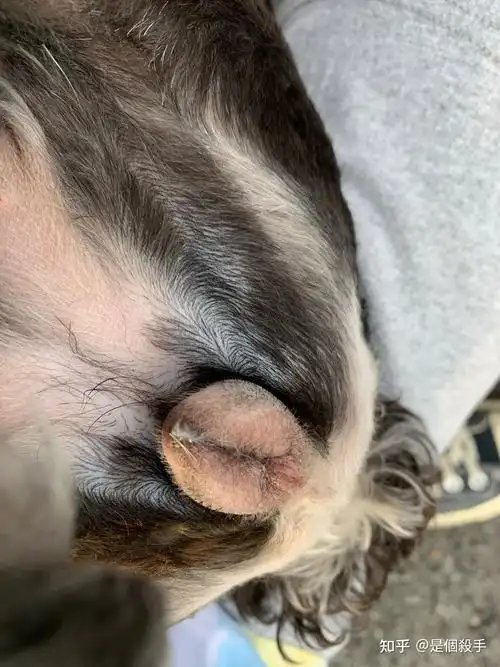 狗狗阴部流东西