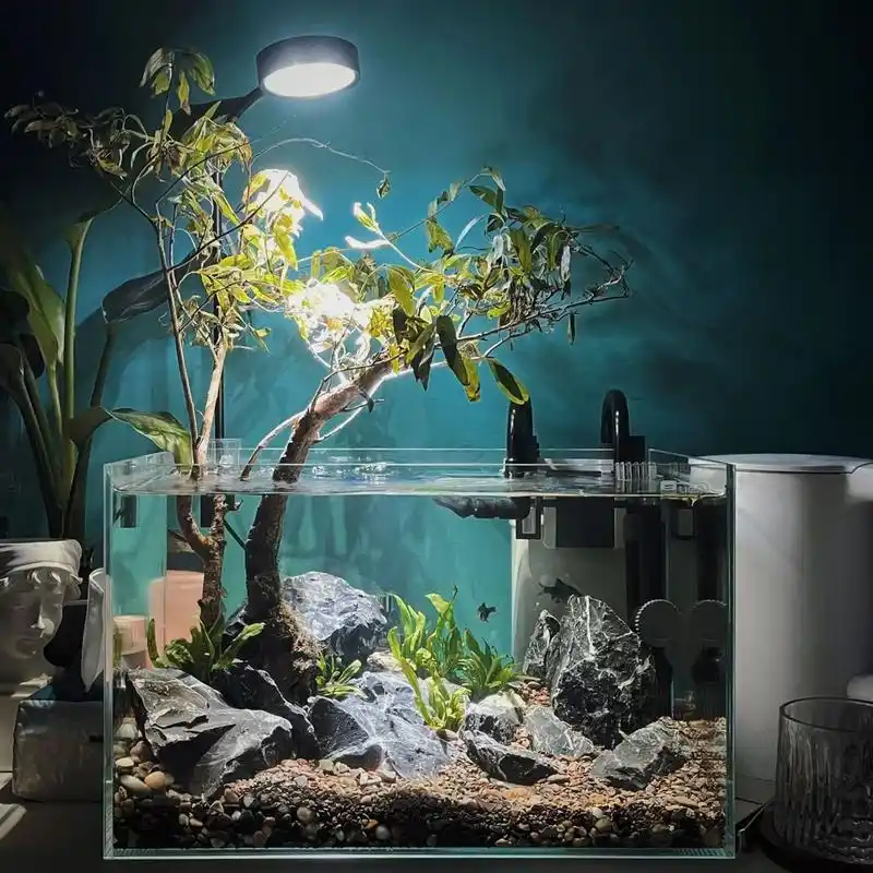 国庆假期新缸——老桩水杨梅原生缸 鱼缸:40的超白缸 水草:细叶铁皇冠