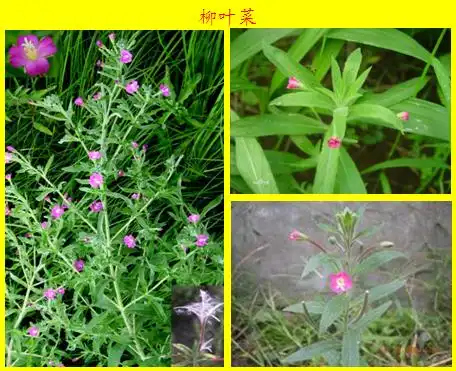 中文学名柳叶菜 拉丁学名   epilobium hirsutum l 别名水丁香,地母