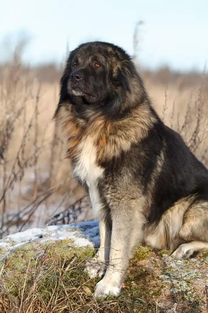 高加索牧羊犬秋季字段中