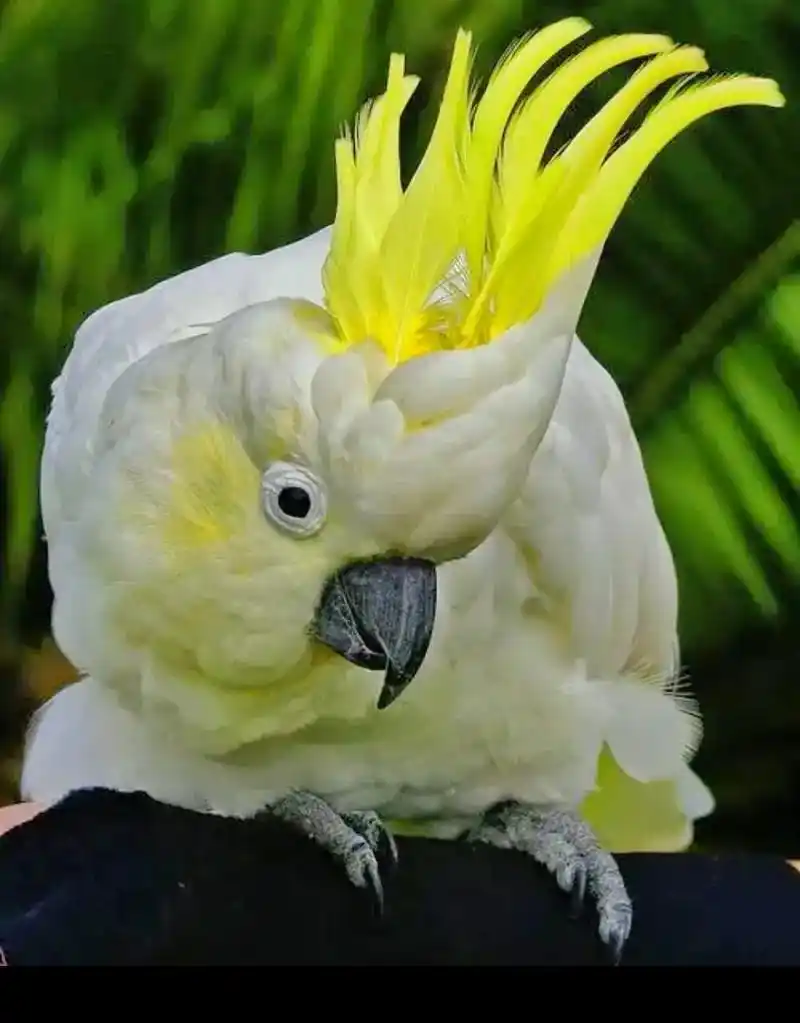 葵花凤头鹦鹉 - 抖音