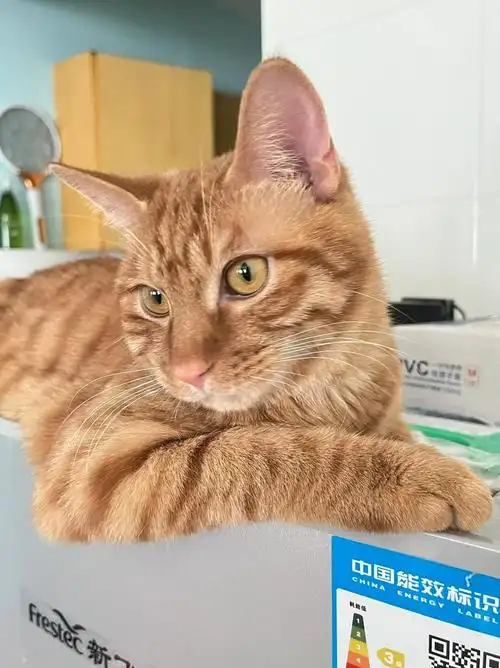 宠物暗中观察大赏橘猫