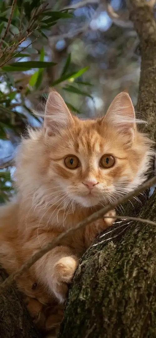 萌宠喵星人可爱摄影手机壁纸图片高清-动物壁纸 - 壁纸家