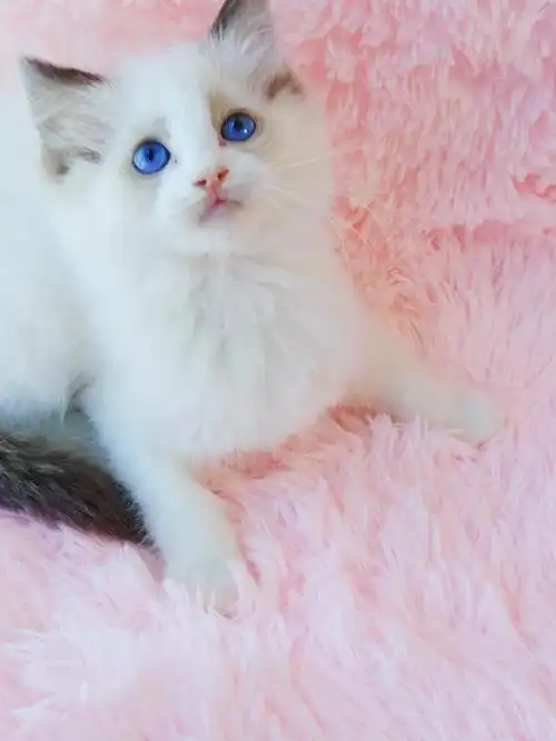 海双蓝眼布偶妹妹