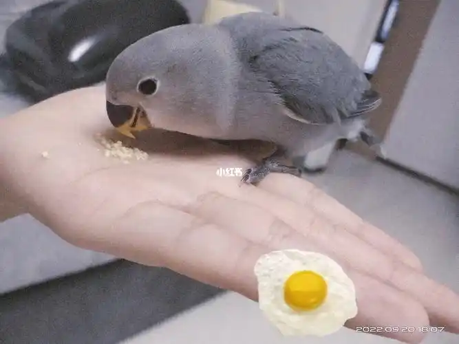 今日份照片,干饭鸡#手养牡丹鹦鹉  #手养鹦鹉