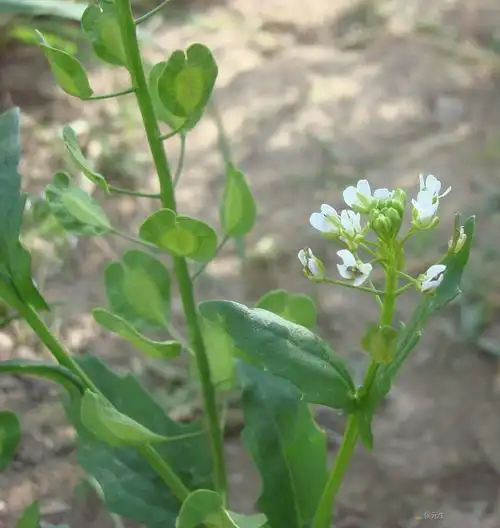 青海湖自然保护区菥蓂