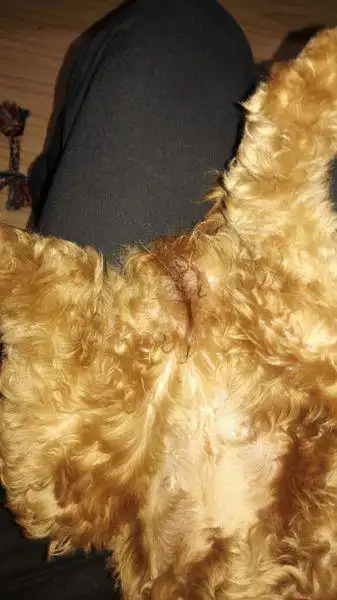 我家母泰迪六个半月了,第一次发情已经41天,但桃子很依旧肿大,并且