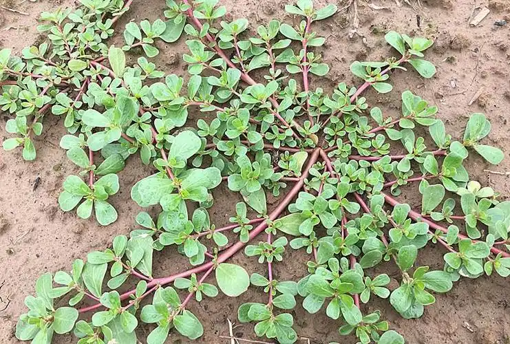 马齿苋