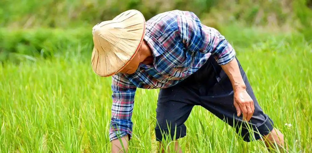 世界上最勤劳的人是中国农民,最贫穷的还是中国农民