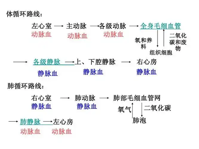 初中教育 理化生 初一理化生 第三节 物质运输的途径 (3)ppt 体循环