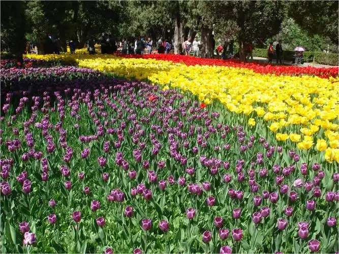 中山公园郁金香花展