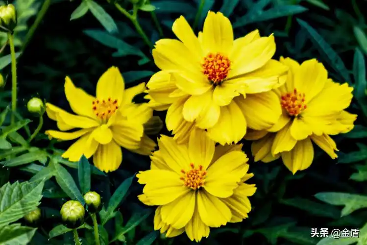 黄秋英花一朵朵簇拥盛开着绽放着迷人的模样