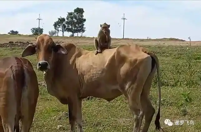 一只野生猴子离开猴群,跑到华富里的一个农场里定居了下来,这只猴子并