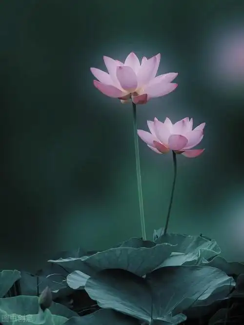 人生简简单单平平淡淡就好(平平淡淡才是真)(1)