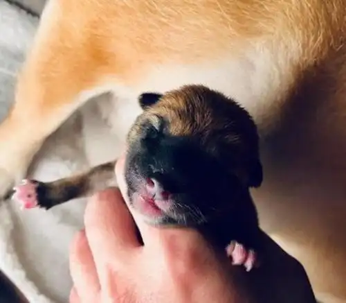 医生诊断柴犬没怀孕,可半夜就生出了狗崽