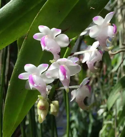 指甲兰属, a href="#" data-lemmaid="6761366">兰目 /a>下的一属,附