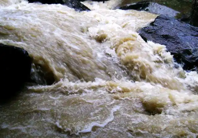 刚果河中的怪鱼:白色没有眼睛的"濒死之鱼"