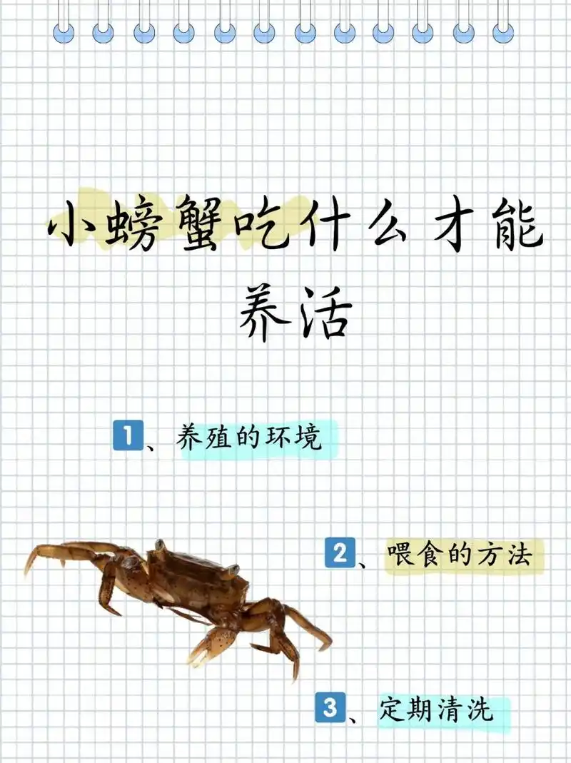 小螃蟹吃什么才能养活  02小螃蟹可是个不折不扣的美食家呢,小鱼