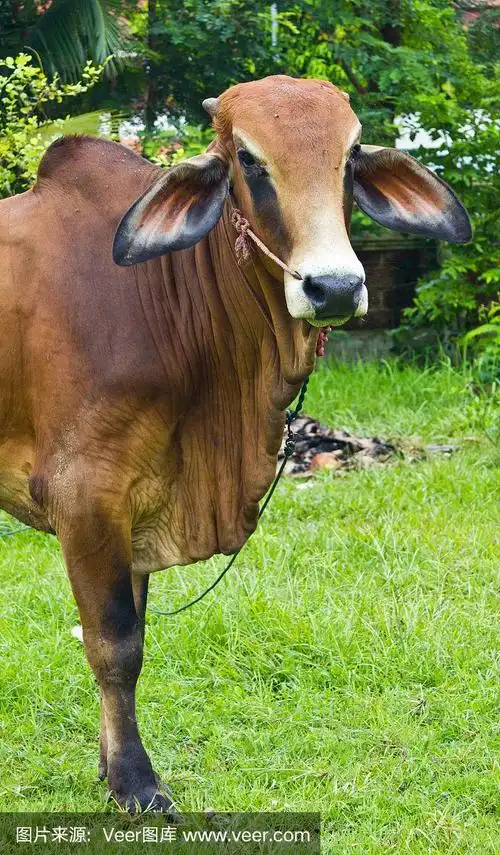 婆罗门牛站在院子里