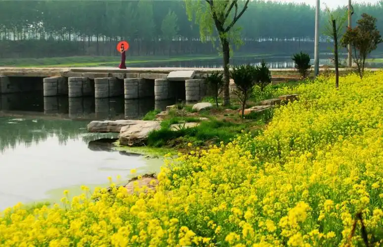 【菏泽赏牡丹】4月20-21号菏泽曹州牡丹园 东平湖