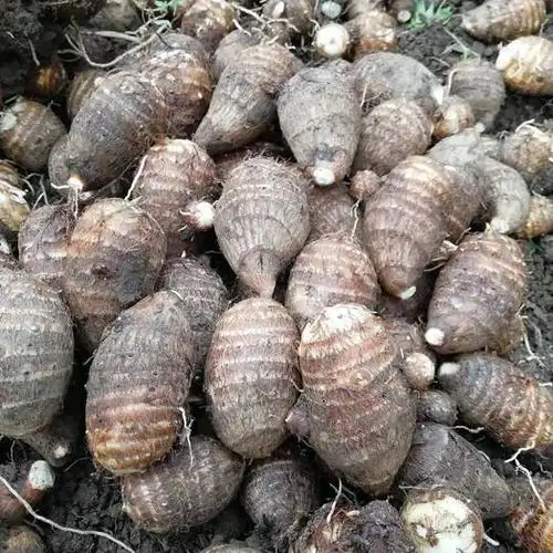 云南白芋批发采购_云南白芋供应_云南白芋价格_云南