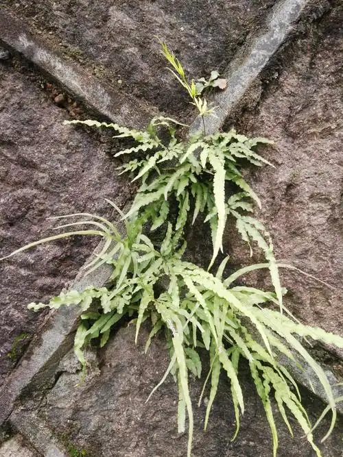 日更39 | 凤凰尾巴 - 简书