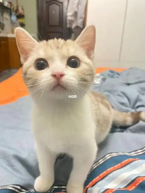 稀有色美短凯米尔色美短