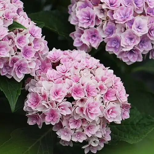 夏洛特公主绣球花庭庭院楼顶阳台盆栽木本花卉春季绣球