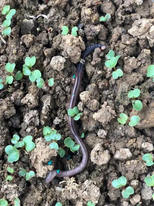 我与蚯蚓的故事