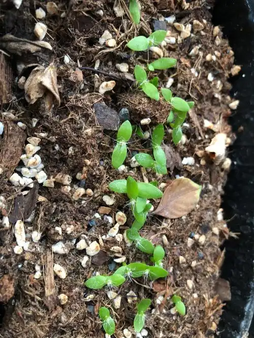 火龙果种子种植