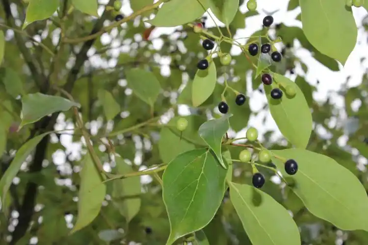 香樟树油的功效与作用_海豹油功效作用 海豹油价格表_樟树根的功效与